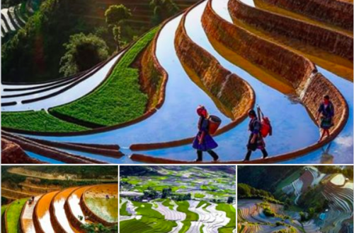 Mu Cang Chai Falling Season - Vietnam in April